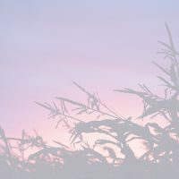 sunset in corn field